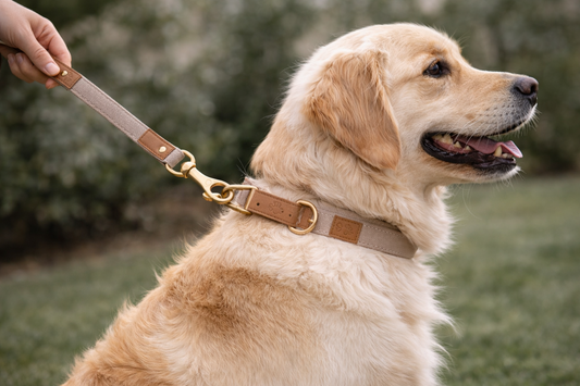 Refined Pup™ Signature Collar & Leash Set