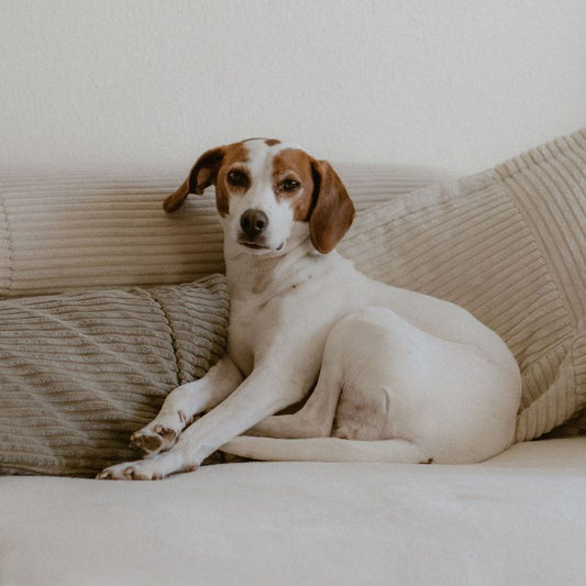 How to Create a More Beautiful Dog-Friendly Home