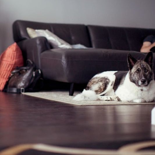 Why Your Dog’s Bed Should Be More Than a Cushion